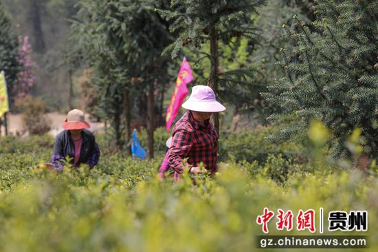 一芽一叶一抹香,一人一篓采茶忙。蒲场镇大溪尖峰顶,人们正背着竹篓,穿梭于茶树间,手指在茶树间不停地翻飞,双手轻轻一捻,将一朵朵嫩绿的芽尖采入篓中。陈贤琴摄 一芽一叶一抹香,一人一篓采茶忙。蒲场镇大溪尖峰顶,人们正背着竹篓,穿梭于茶树间,手指在茶树间不停地翻飞,双手轻轻一捻,将一朵朵嫩绿的芽尖采入篓中。陈贤琴摄
