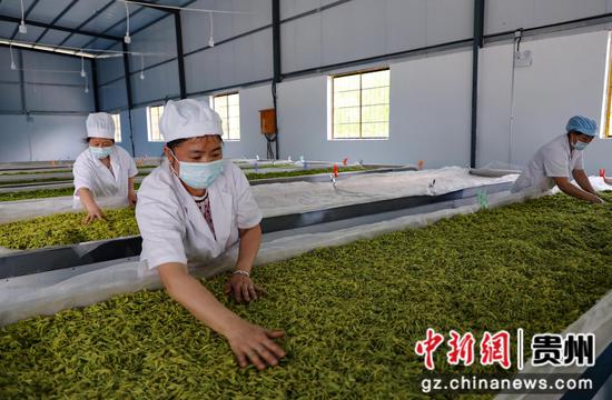 贵州芸清湘茶旅养综合开发有限公司茶叶加工厂 陈贤琴摄 贵州芸清湘茶旅养综合开发有限公司茶叶加工厂 陈贤琴摄