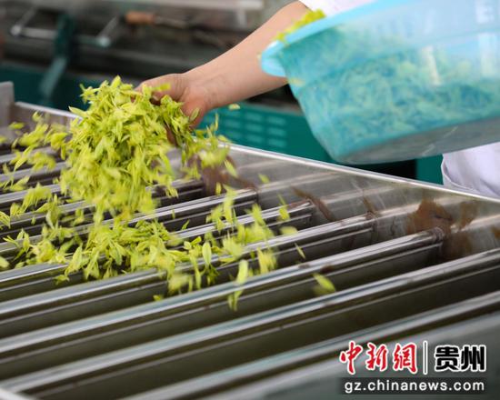 贵州芸清湘茶旅养综合开发有限公司茶叶加工厂 陈贤琴摄 贵州芸清湘茶旅养综合开发有限公司茶叶加工厂 陈贤琴摄