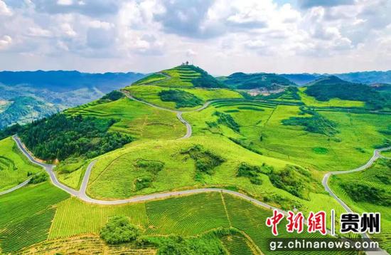 贵州沿河：千亩荒山变茶山 富绿两相宜