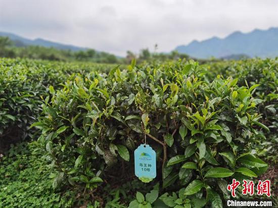图为贵定云雾贡茶母茶园栽种的鸟王茶10号品种。周燕玲 摄 图为贵定云雾贡茶母茶园栽种的鸟王茶10号品种。周燕玲 摄
