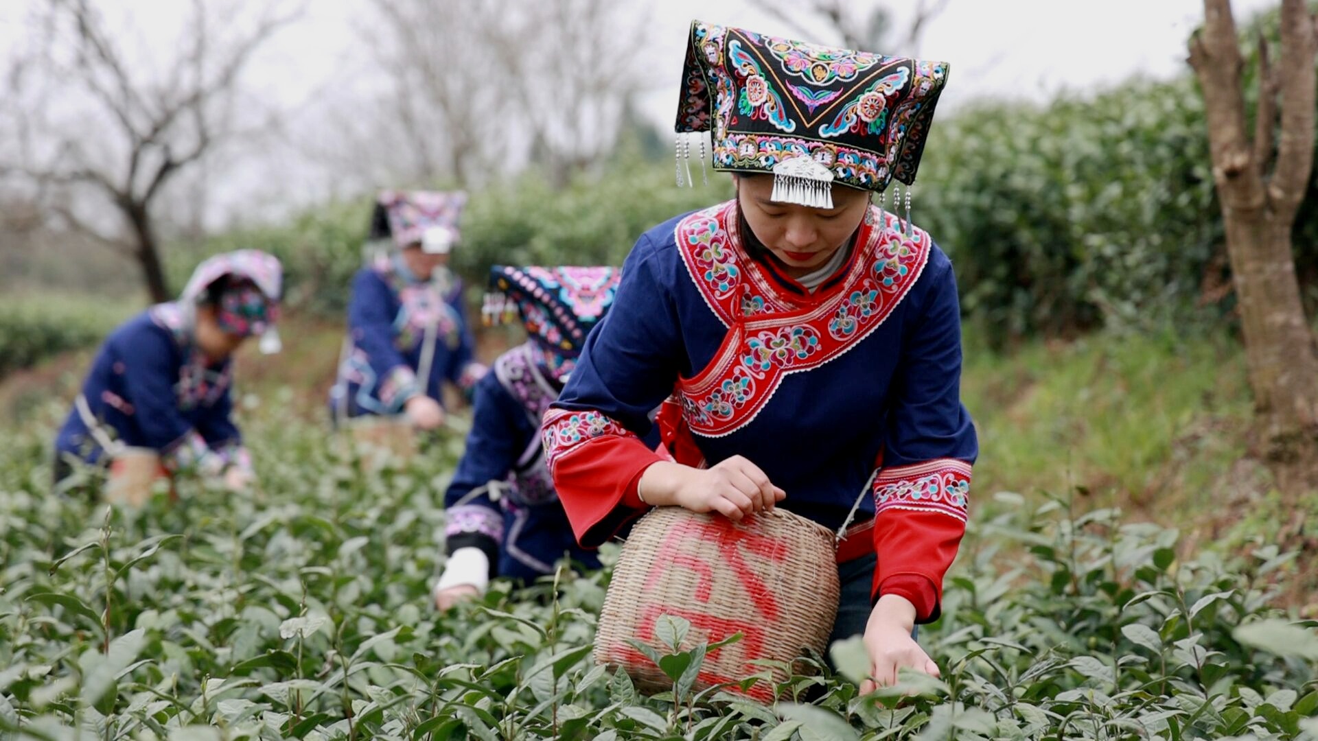 贵州平塘：满山春茶香万里 18.88万亩新茶开采