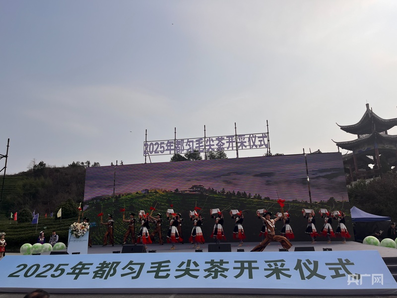 茶山染新绿！2025年“都匀毛尖”正式开采