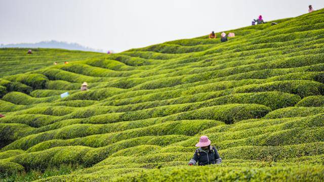 贵州：清明时节采茶忙