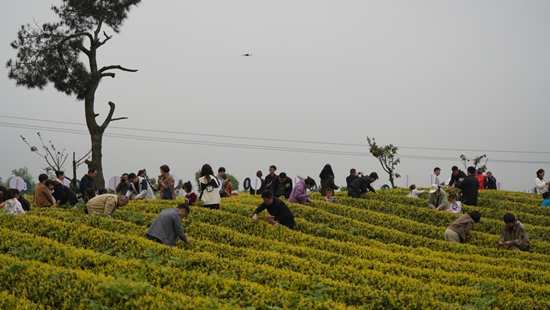 邂逅春日茶山 贵州瓮安邀您共赏茶韵之美_fororder_采茶比赛（瓮安融媒 供图）