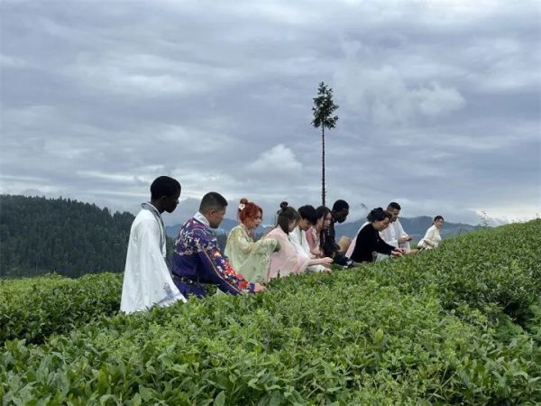 沉浸式体验采茶与抹茶制作，这群留学生赞不绝口！