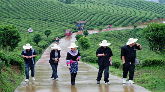 奔赴一场茶香四溢的绿野之旅“梵净抹茶·香溢天下”媒体达人采风团走进铜仁