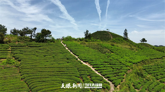 雷山茶1 (4).jpg