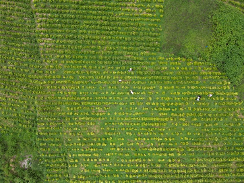 5月9日，村民在七星关区朱昌镇花厂村茂岺白茶种植基地采摘夏茶（无人机航拍）。