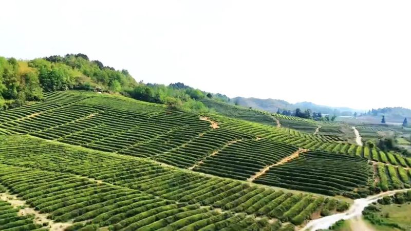 【满怀信心向前进 奋发有为谱新篇】贵州金尘茶茶叶发展有限公司：推进全链式发展 创新做大茶产业