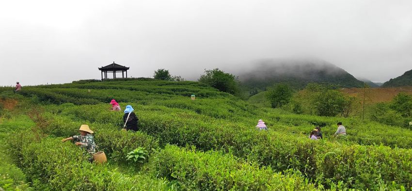毕节：云雾沁芳茗香远 科技赋能促振兴