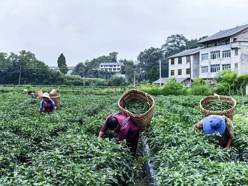 辣椒采摘。杨涛摄
