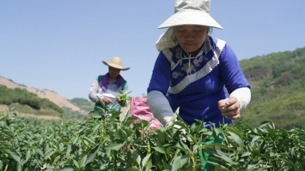 册亨县岩架镇早熟蔬菜抢“鲜”上市