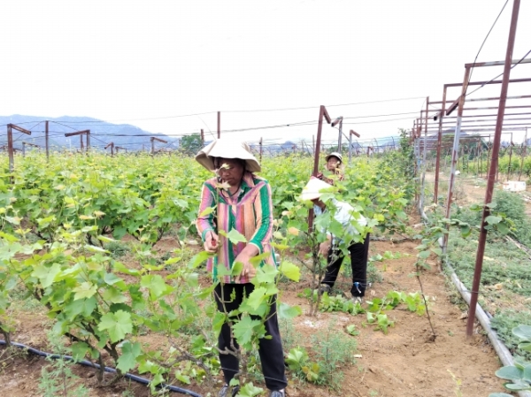 安龙县德卧村群众为葡萄剪枝疏果