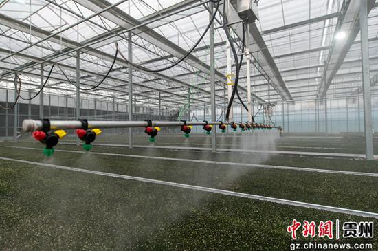 2月3日,在贵州省<a href=//www.hp-dv.com target=_blank class=infotextkey>黔东南</a>苗族侗族自治州从江县淫羊藿标准化育苗基地的水肥一体式喷灌机在给淫羊藿幼苗补水施肥。 2月3日,在贵州省<a href=//www.hp-dv.com target=_blank class=infotextkey>黔东南</a>苗族侗族自治州从江县淫羊藿标准化育苗基地的水肥一体式喷灌机在给淫羊藿幼苗补水施肥。