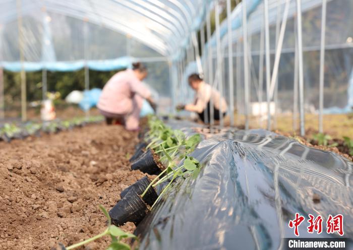 贵州施秉:春耕生产正当时