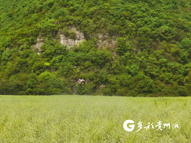 无人机正在喷洒农药