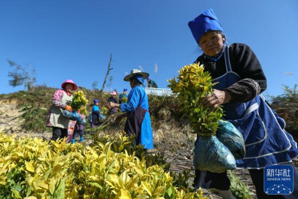 贵州丹寨：冬日茶事忙