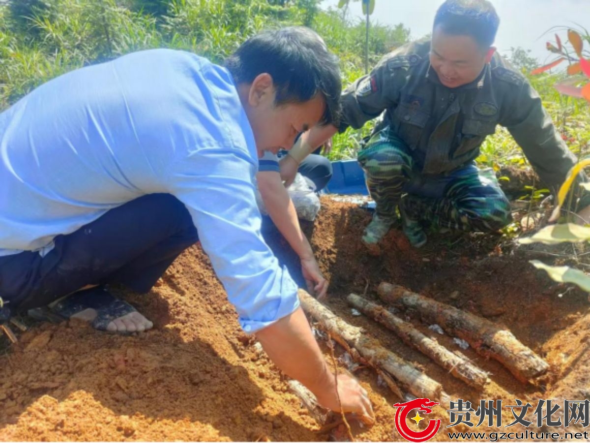 贵州黎平：天麻种出致富路