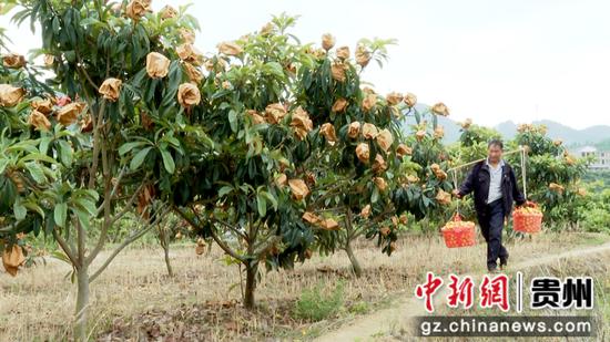 村民采摘枇杷 村民采摘枇杷