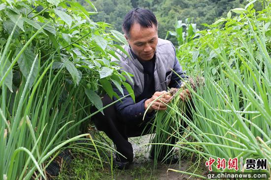 香葱和辣椒套种,实现一季多收 香葱和辣椒套种,实现一季多收