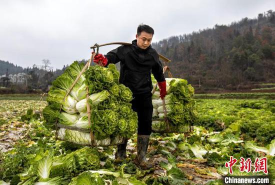 图为村民在黔西市文峰街道马厂社区蔬菜种植基地挑运白菜。史开心 摄 图为村民在黔西市文峰街道马厂社区蔬菜种植基地挑运白菜。史开心 摄