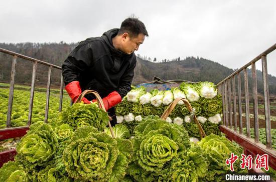 图为村民在黔西市文峰街道马厂社区蔬菜种植基地将收割的白菜装车。史开心 摄 图为村民在黔西市文峰街道马厂社区蔬菜种植基地将收割的白菜装车。史开心 摄