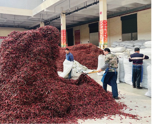 贵州辣椒产业如何凸显“酸辣”特色？_fororder_微信图片_20250401092350
