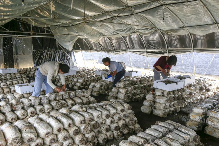 威宁：平菇产业绘就乡村振兴新画卷