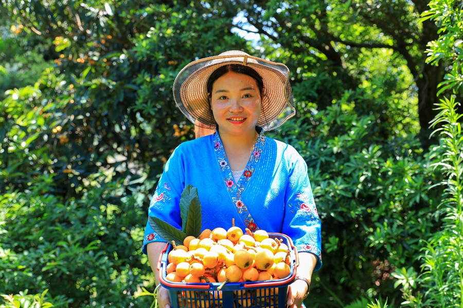贵州剑河：一口“甜蜜”入夏，枇杷成熟正当时