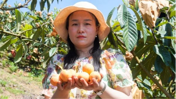 贵州沿河：枇杷采摘尝鲜正当时