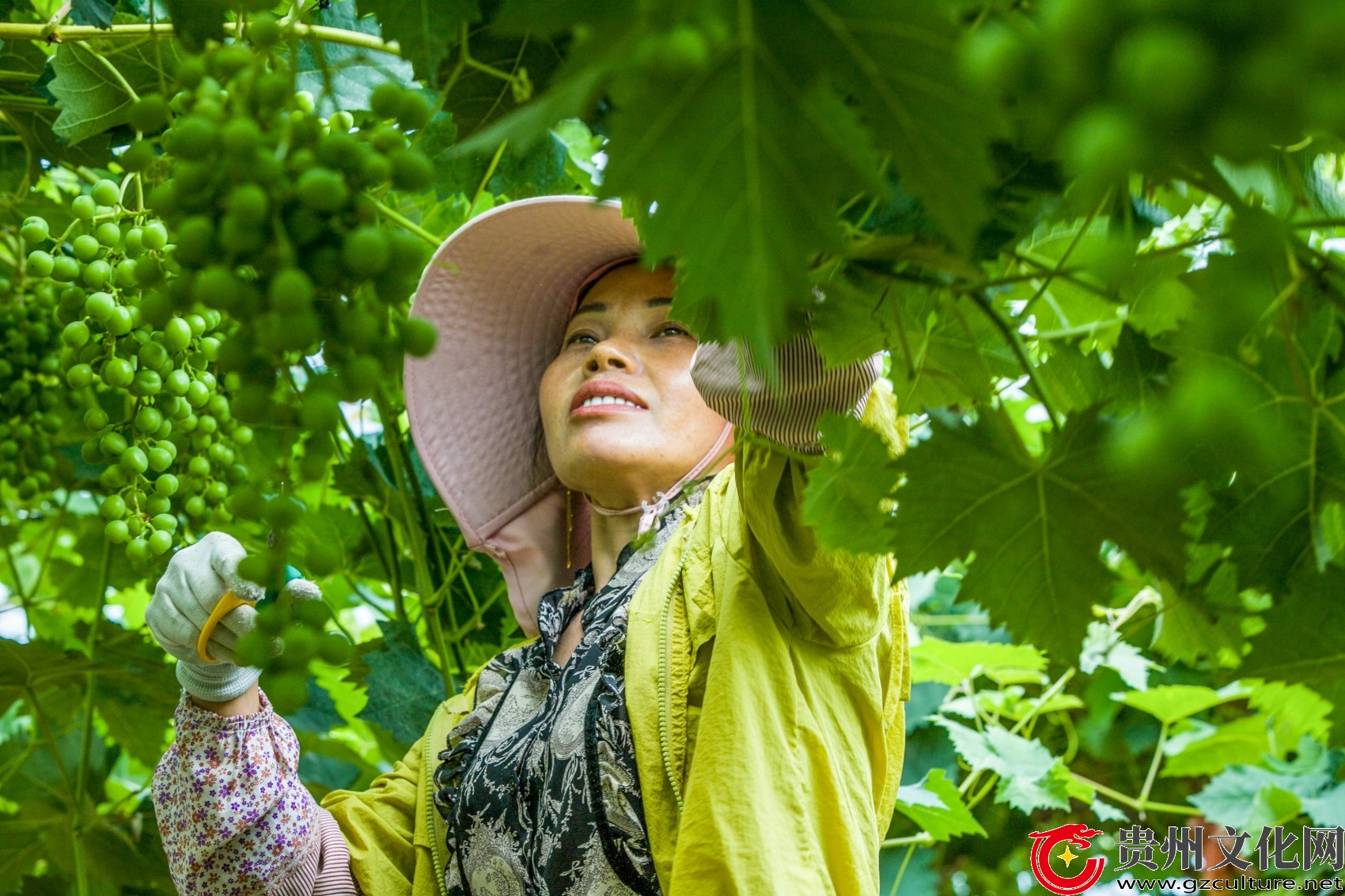 贵州黔西：葡萄管护助增收