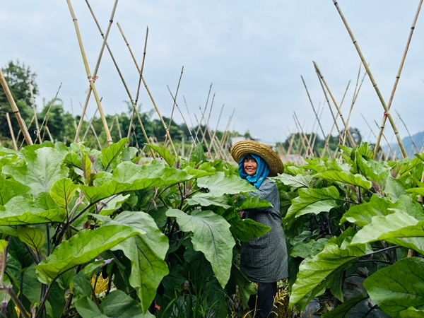 贵州荔波：100余亩茄子喜获丰收