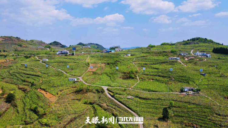 贵州县域的“土”里长出金链条_fororder_17439797565678