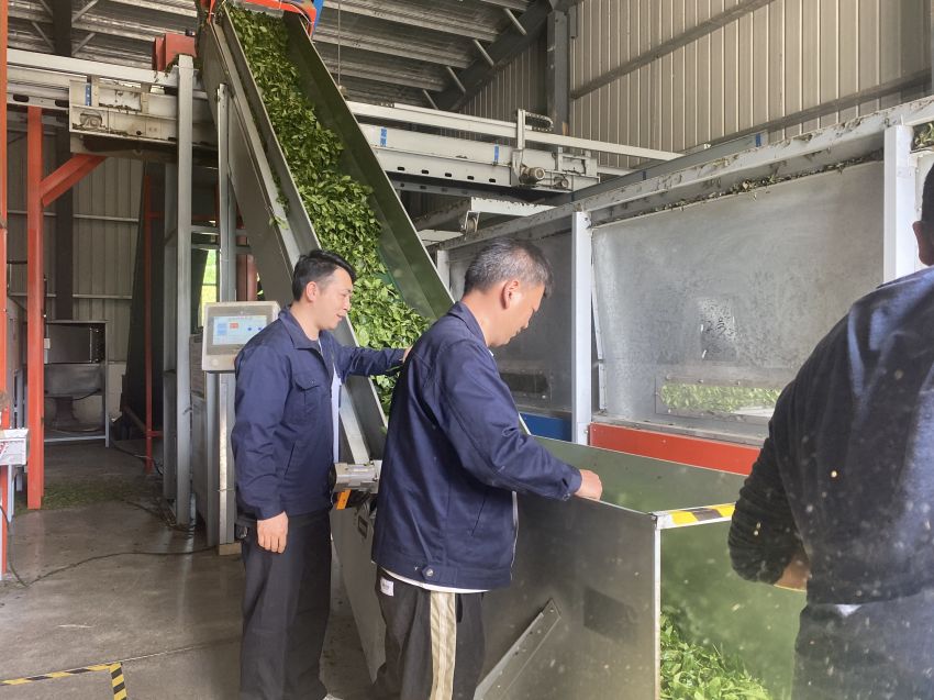 碾茶创新中心的工作人员正在碾茶 金莎 摄