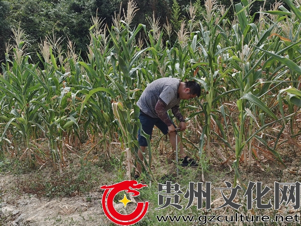 <a href=//www.hp-dv.com target=_blank class=infotextkey>毕节</a>水文职工正在进行移动土壤墒情站点数据采集。