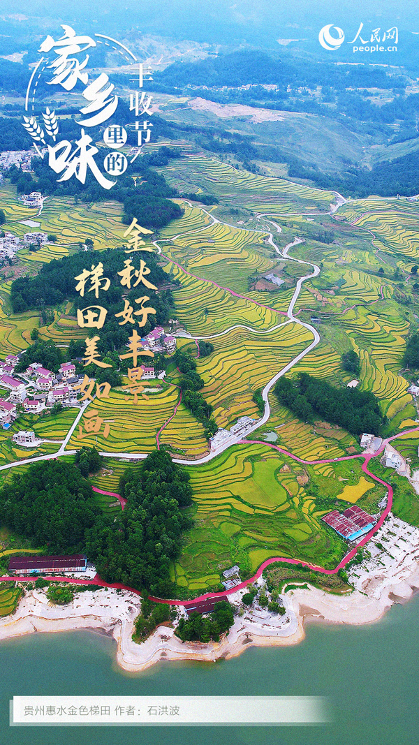 贵州惠水县的金色梯田。