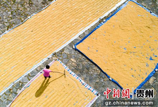 2022年10月1日,贵州省黔西市洪水镇解放村,农民晾晒收割的稻谷(无人机照片)。 2022年10月1日,贵州省黔西市洪水镇解放村,农民晾晒收割的稻谷(无人机照片)。