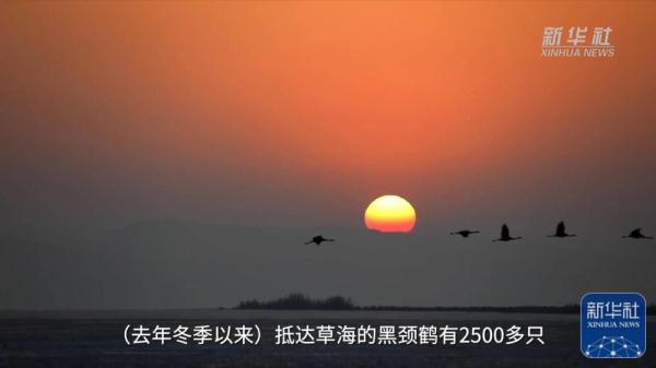 贵州威宁为黑颈鹤等候鸟北迁“保驾护航”