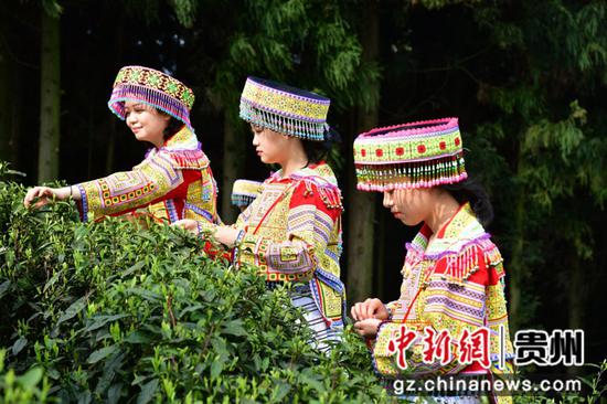 采茶青 采茶青