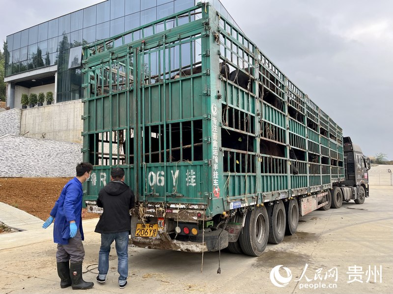 满车的肥牛即将从贵州运往内蒙。人民网 李丽萍摄