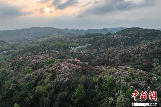 航拍百里杜鹃景区。中新网记者瞿宏伦摄 航拍百里杜鹃景区。中新网记者瞿宏伦摄