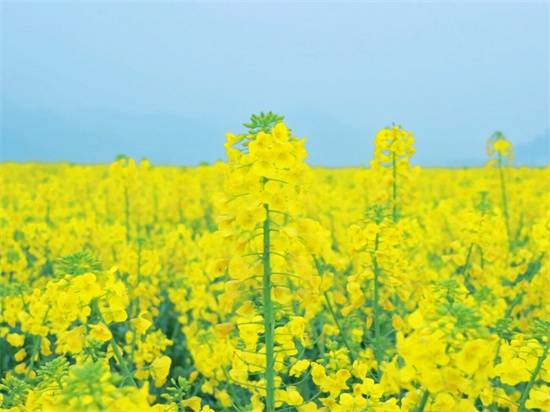 贵州碧江：春风吹拂碧江岸，瓦屋油菜绽金辉