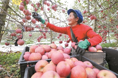 村民在威宁自治县牛棚镇苹果种植基地里采摘“糖心苹果”（本报记者 韩贤普 摄）