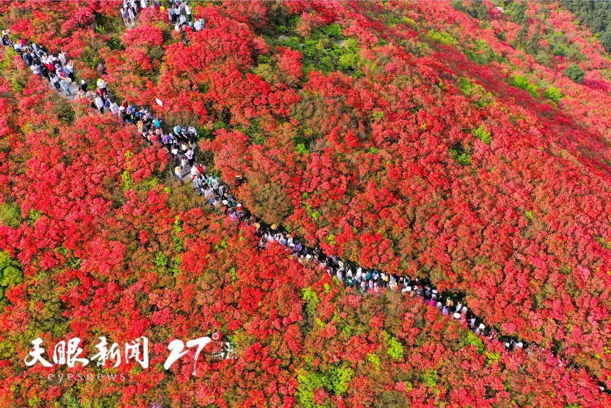 从梯田到花海，“云端瞰贵州”成为假期旅游新潮流