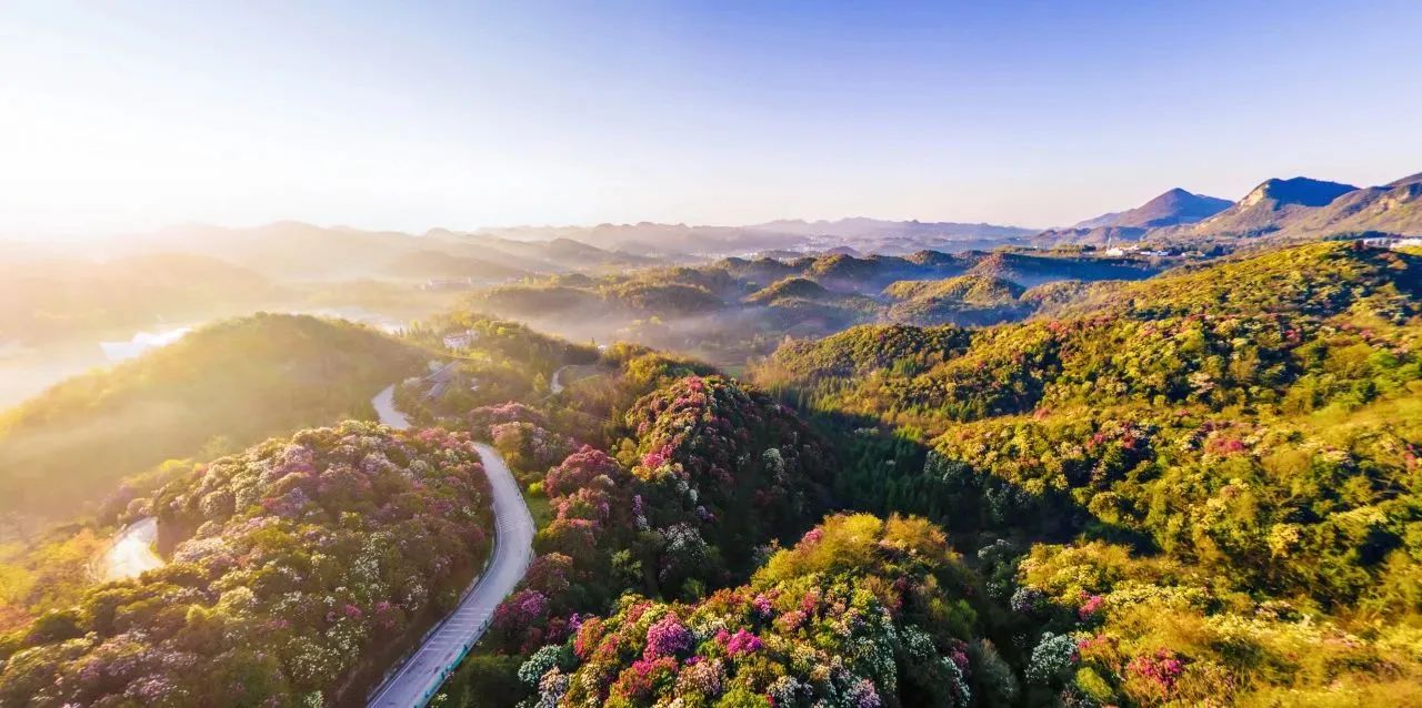 百里杜鹃景区.jpg