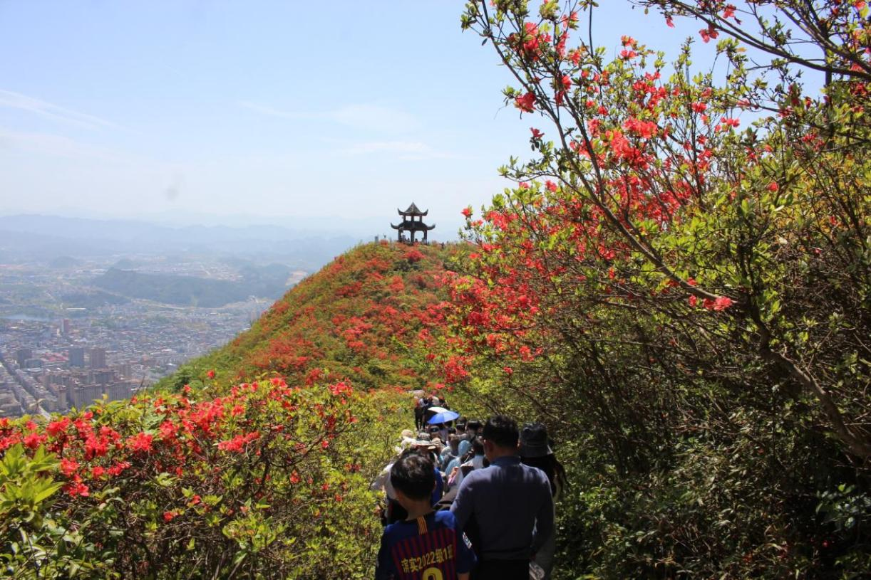 贵州丹寨：万亩花海绘就生态文旅新画卷