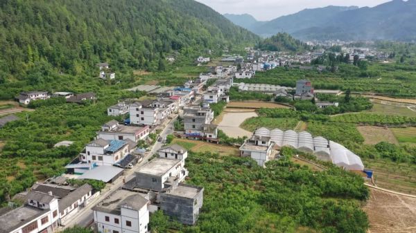 “三生共赢”——“一棵李树”的生态价值转化密码