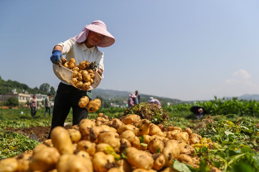 6月13日，威宁自治县中水镇友光社区村民正在收获马铃薯。（雷昶 摄） (3)