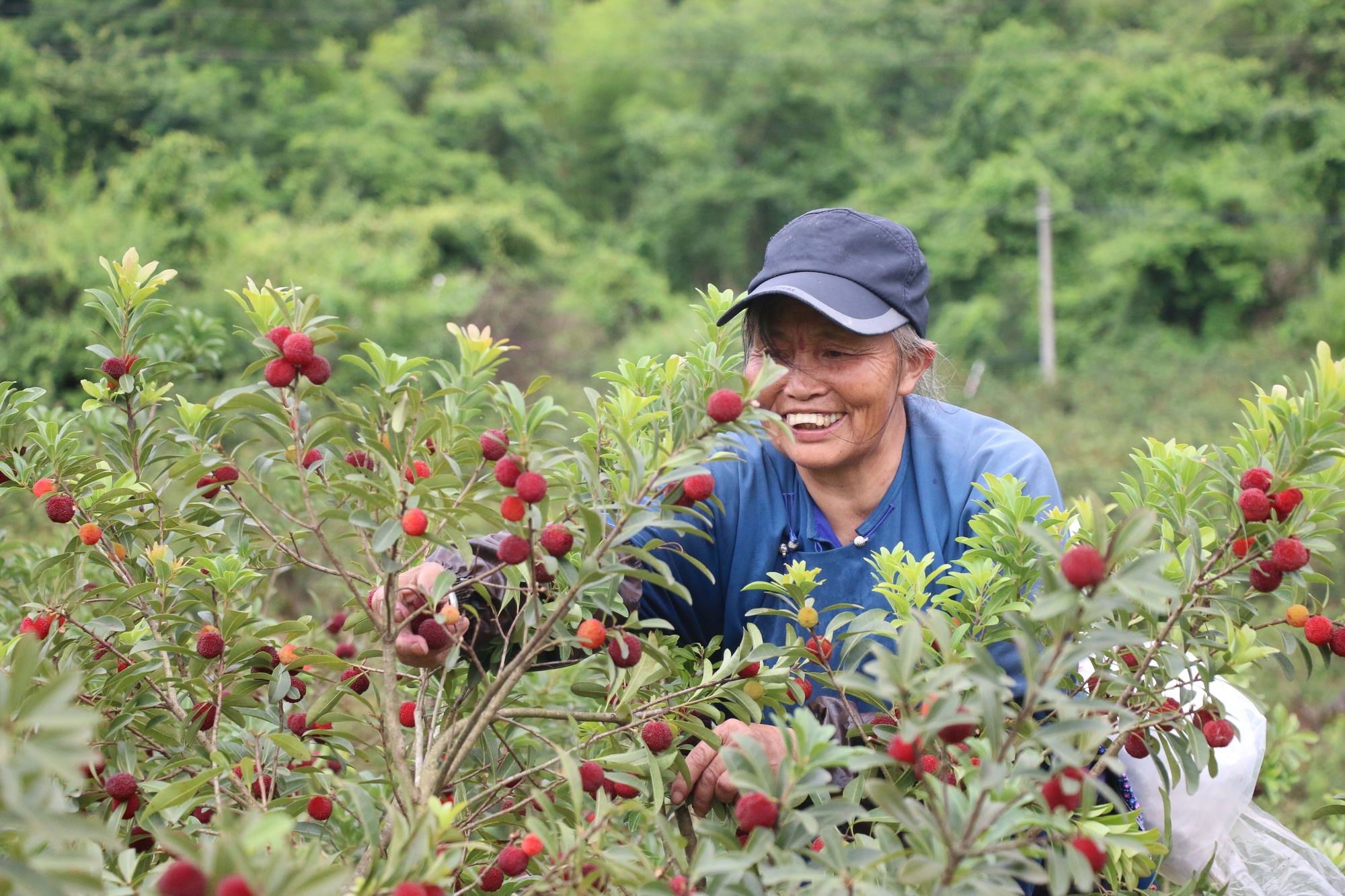 贵州荔波：满山杨梅缀满枝 采摘正当时